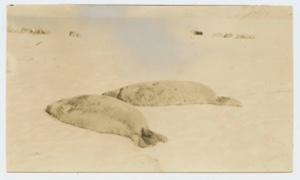 Image of Seals killed at hole